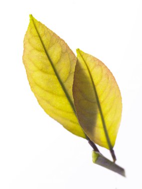 Beyaz arkaplanda sarı yapraklar