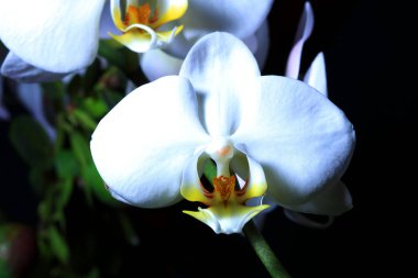 orkide çiçekleri yakın çekim