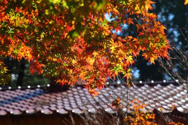 Akçaağaç ağaç renkli yaprakları