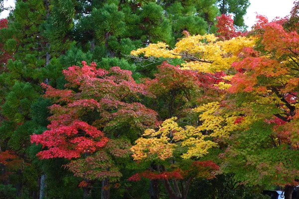 Herbstliche Ahornblätter — Stockfoto