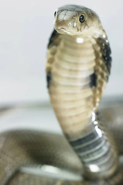Cobra engraçada selvagem — Fotografia de Stock