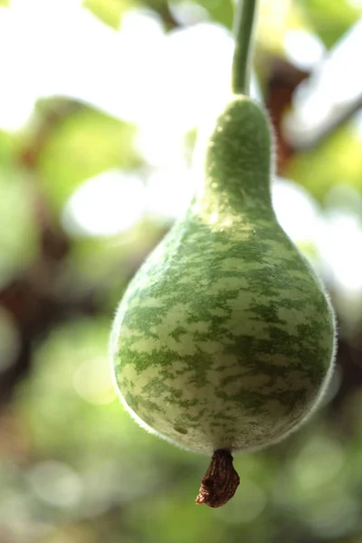 Sebze bahçesinde yeşil kabak — Stok fotoğraf