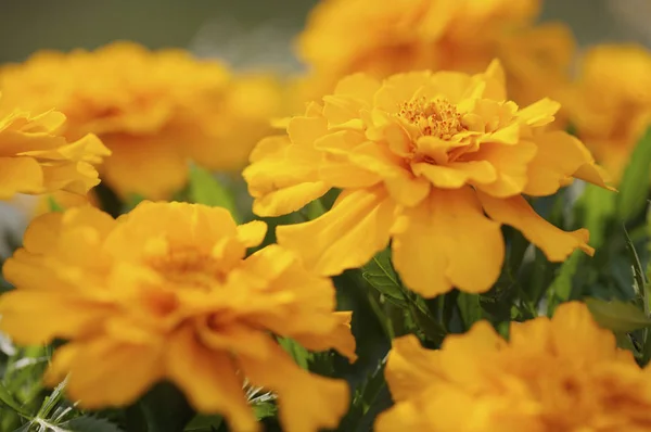 Campo di fiori d'arancio — Foto Stock