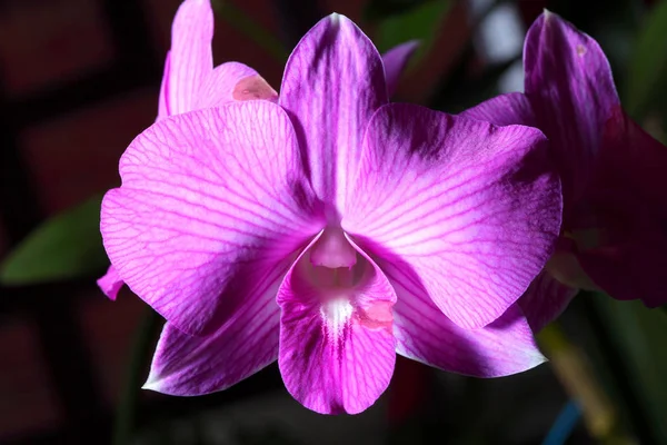 Красива квітка орхідеї крупним планом — стокове фото