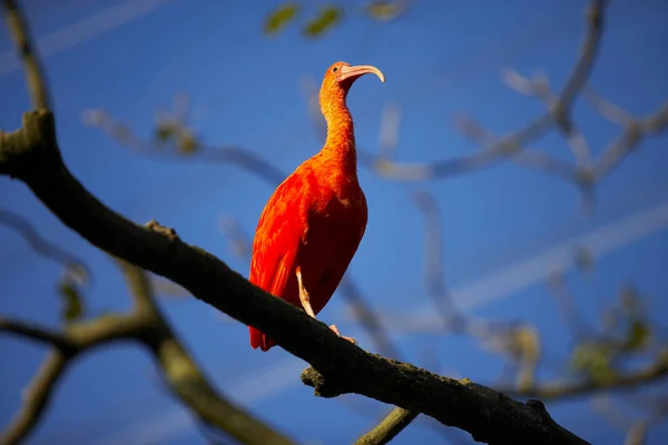 Oiseau rouge sur l'arbre — Photo