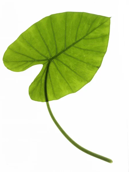 Naturliga grönt blad — Stockfoto