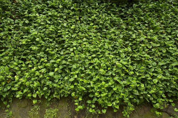 Lövverk vägg bakgrund — Stockfoto