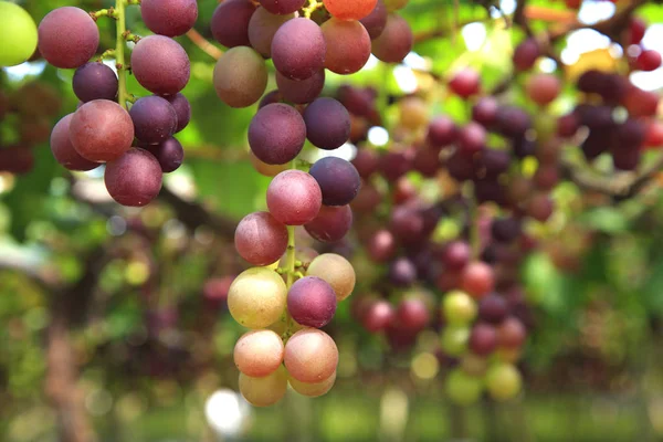 Uvas ecológicas cultivadas en ramas — Foto de Stock