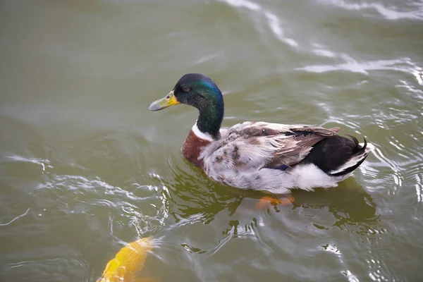Cute swimming duck