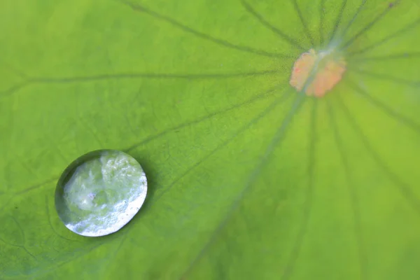 Зеленый лотос — стоковое фото