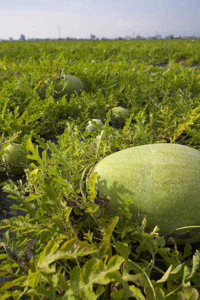 Groene meloenen in veld — Stockfoto