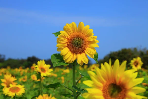 Schöne Sonnenblumen hautnah — Stockfoto