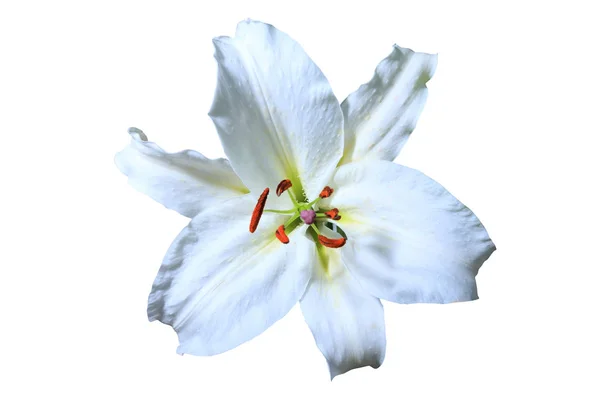 Εκπληκτικό λουλούδι κρίνος — Φωτογραφία Αρχείου