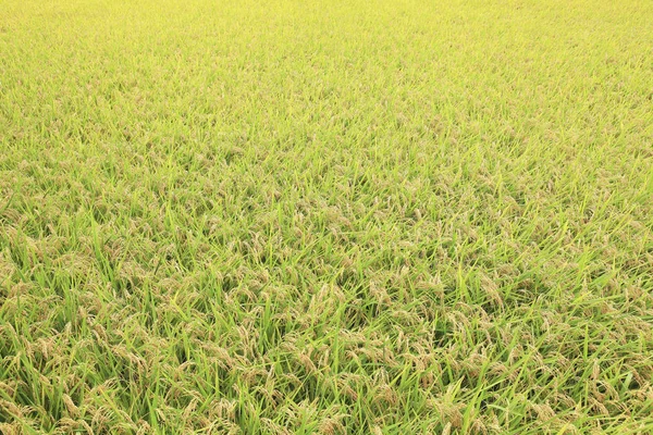美しいコムギ畑 — ストック写真