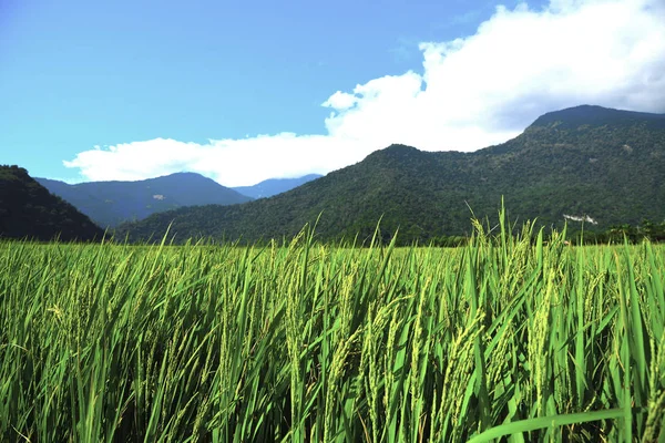 Beautiful  Wheat field — Stock Photo, Image