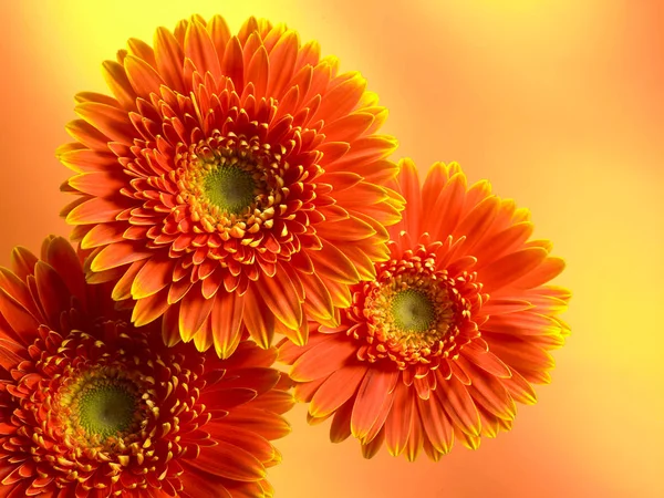 美しいデイジーの花 — ストック写真