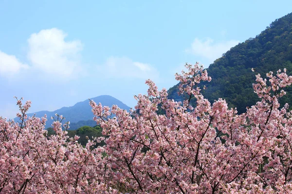 美丽的樱花 — 图库照片