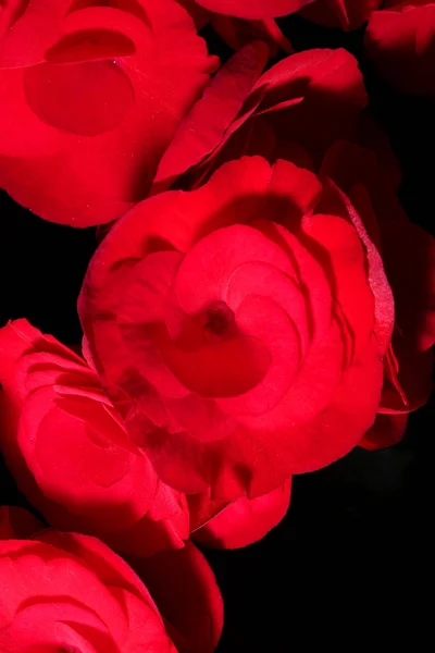 Begonia červené květiny — Stock fotografie