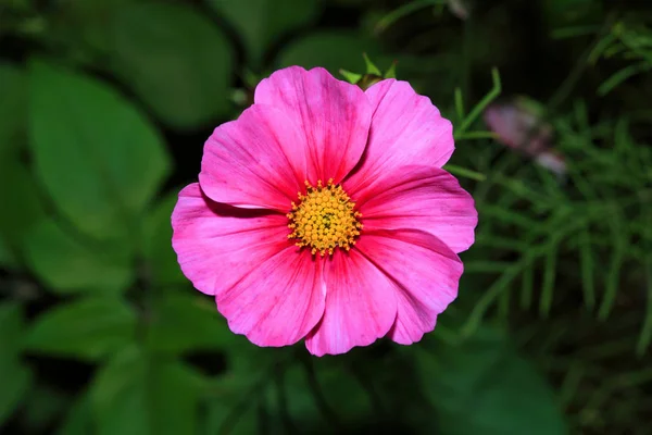 Beautiful flower close up — Stock Photo, Image