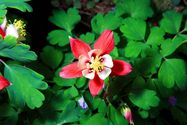 Hermosa flor natural — Foto de Stock
