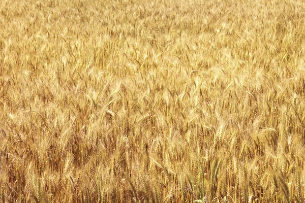Beautiful  Wheat field — Stock Photo, Image
