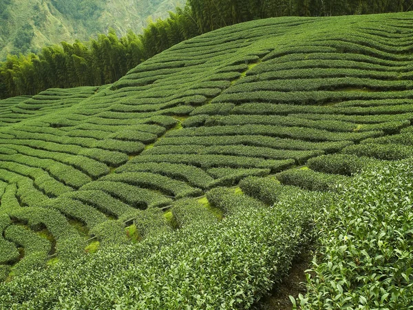 Πράσινο τσάι φυτείες — Φωτογραφία Αρχείου