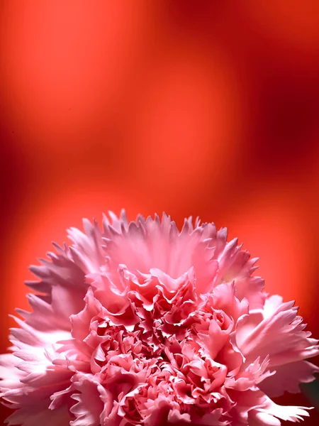 Beautiful pink flower — Stock Photo, Image