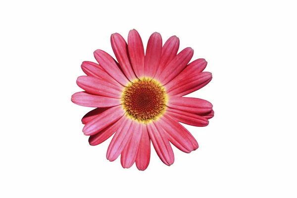 Chrysant bloem hoofd — Stockfoto