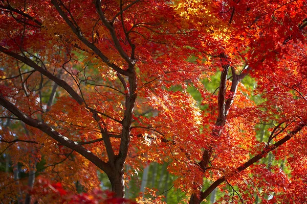Árboles de arce de otoño —  Fotos de Stock