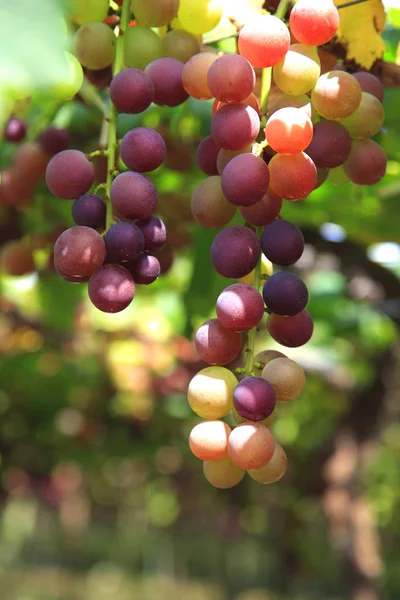 Organic cultivated grapes on branches — Stock Photo, Image