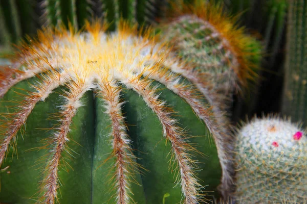 Dry cactus with needles — Stock Photo, Image