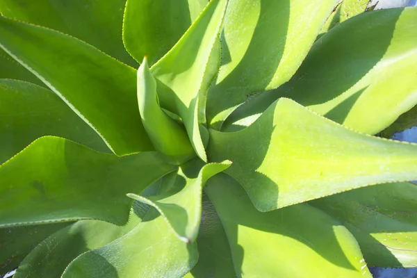 Aloe natural con hojas verdes — Foto de Stock