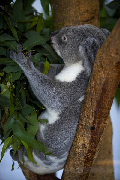 Koala sauvage sur la branche de l'arbre — Photo