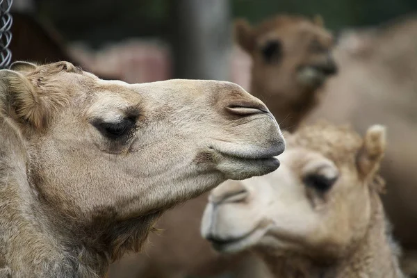 Wilde Lamas im Zoo — Stockfoto