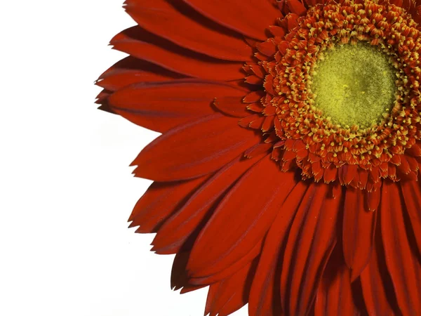 Красива ромашкова квітка крупним планом — стокове фото