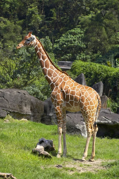 Дикий жираф пасется в зоопарке — стоковое фото