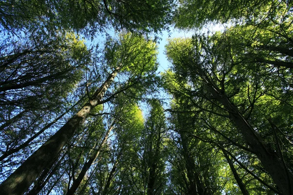 Hauts arbres dans la forêt — Photo