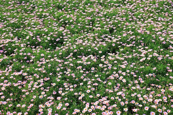 Summer wild flowers — Stock Photo, Image