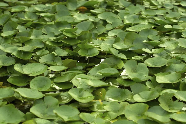 Grüne Lilienblätter im Wasser — Stockfoto