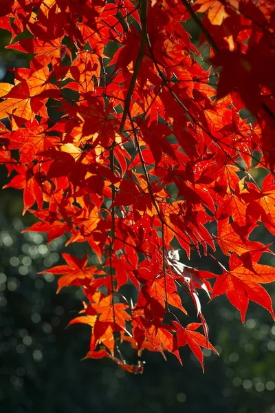 秋のもみじの木 — ストック写真