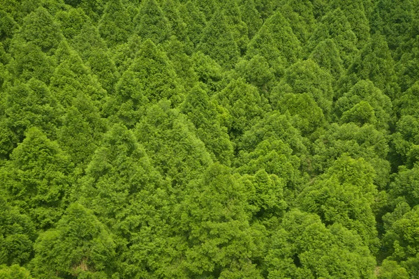 De nombreux arbres verts — Photo