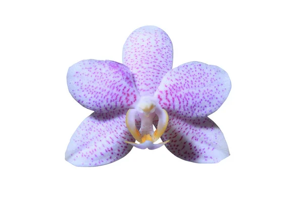 Krásná orchidej květina zavřít — Stock fotografie