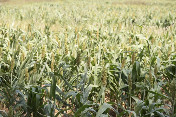 Natuurlijke kinmen plant veld — Stockfoto