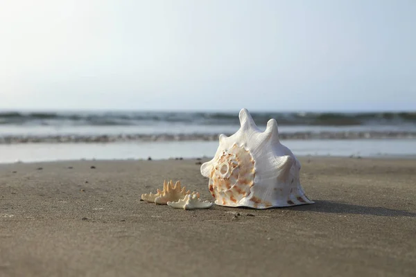 Большие и маленькие раковины на берегу моря — стоковое фото