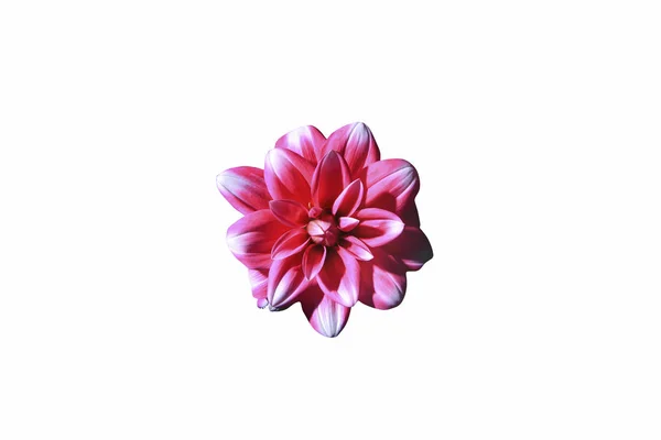 Piękny kwiat zbliżenie — Zdjęcie stockowe