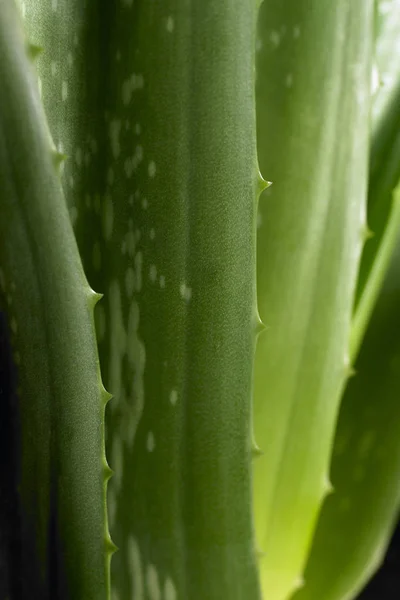 Aloe natural con hojas verdes — Foto de Stock