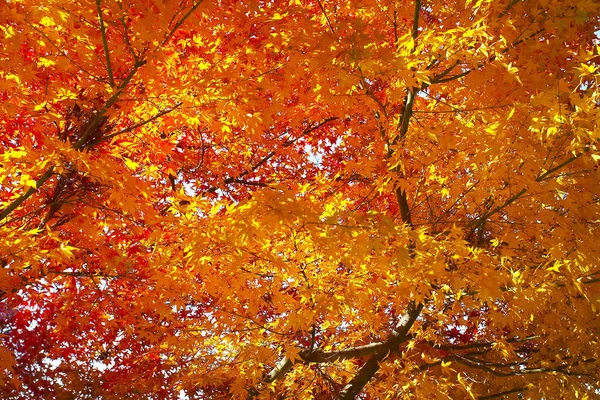 Herbst-Ahorn-Bäume — Stockfoto