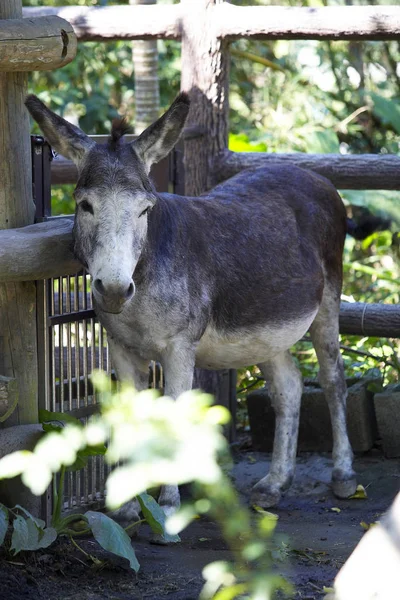 Pequeno burro no fundo da cerca — Fotografia de Stock