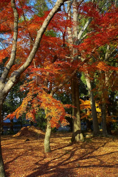 Herbst-Ahorn-Bäume — Stockfoto