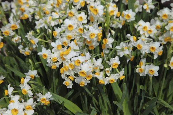 Bellissimi fiori estivi — Foto Stock